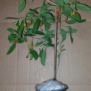 Goji Berry Live Plant (Wolfberry) in Pot with Fruits - Edible & Healthy - Image 2