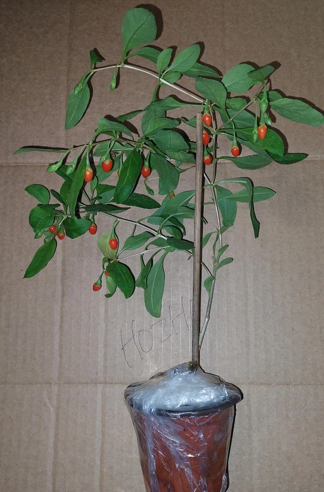 Goji Berry Live Plant (Wolfberry) in Pot with Fruits - Edible & Healthy - Image 2