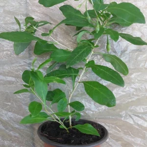 Goji Berry Live Plant (Wolfberry) in Pot with Fruits - Edible & Healthy - Image 3