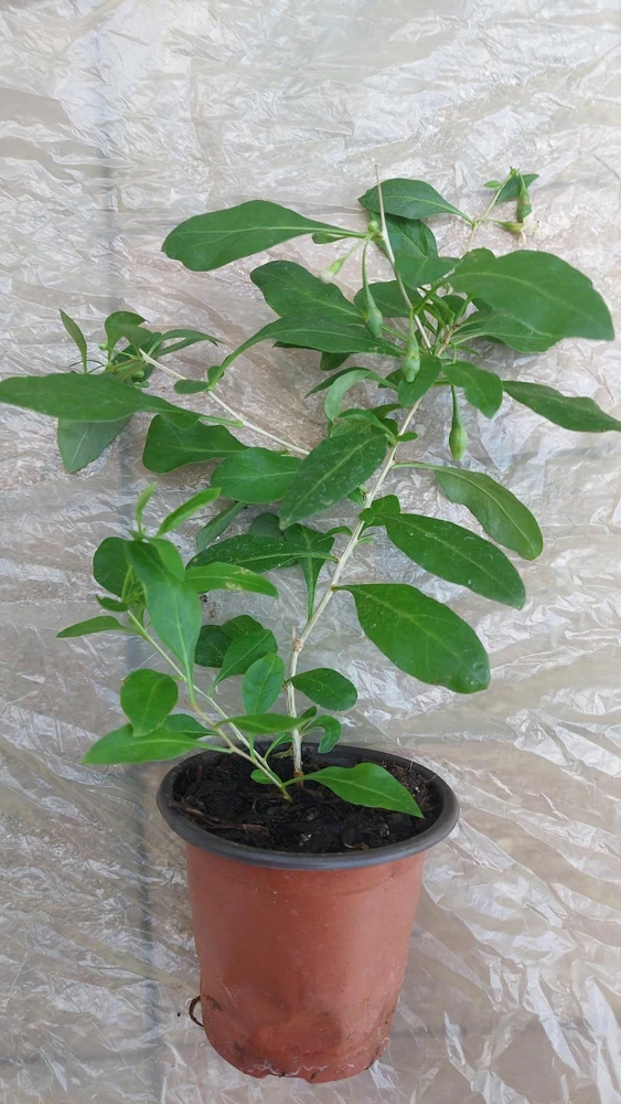 Goji Berry Live Plant (Wolfberry) in Pot with Fruits - Edible & Healthy - Image 3