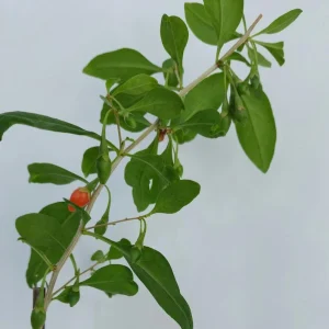 Goji Berry Live Plant (Wolfberry) in Pot with Fruits - Edible & Healthy - Image 4