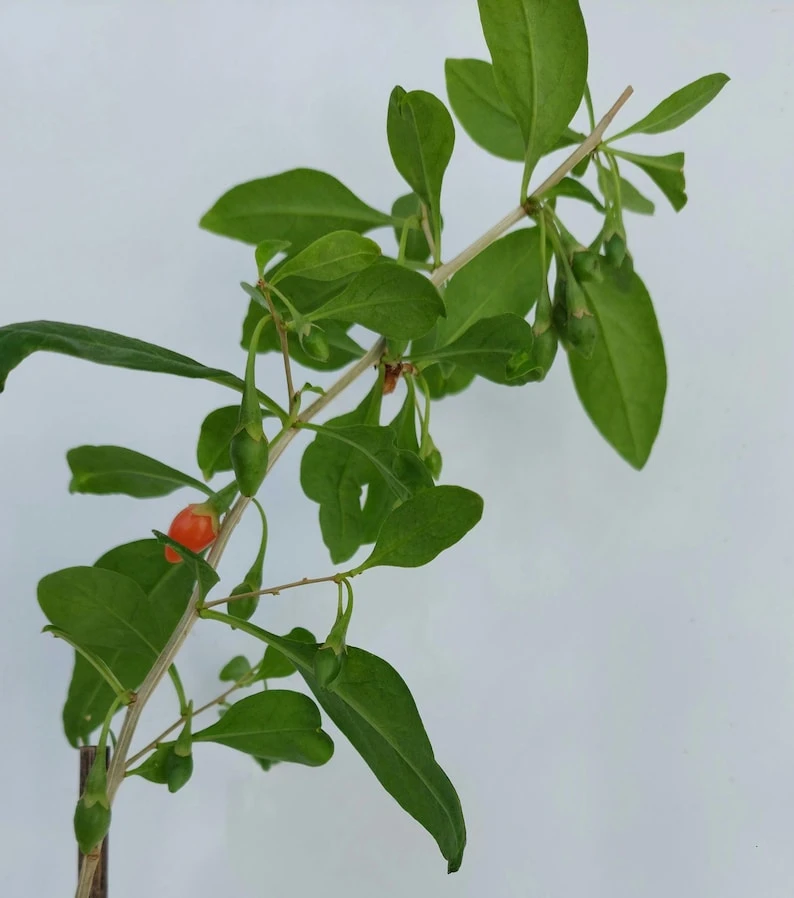 Goji Berry Live Plant (Wolfberry) in Pot with Fruits - Edible & Healthy - Image 4