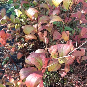 Gold Flame Spirea Live Plant 18-24