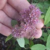 Gold Flame Spirea Live Plant 18-24" Quart Pot - Deciduous Pollinator Shrub - Image 1