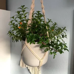 Goldfish Plant Live Houseplant – Trailing Vine, Orange Blooms, 7 inches Tall - Image 2