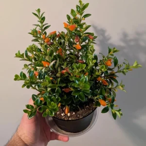 Goldfish Plant Live Houseplant – Trailing Vine, Orange Blooms, 7 inches Tall - Image 3