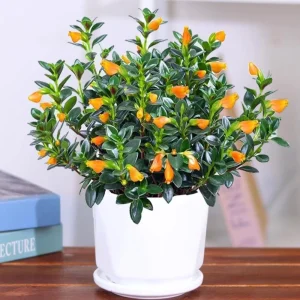 Goldfish Plant Live Houseplant – Trailing Vine, Orange Blooms, 7 inches Tall - Image 4
