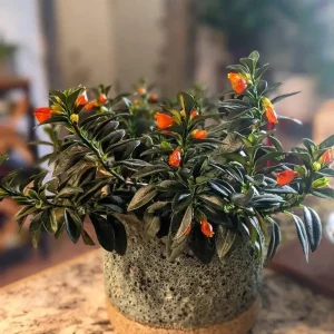 Goldfish Plant Live Houseplant – Trailing Vine, Orange Blooms, 7 inches Tall - Image 5