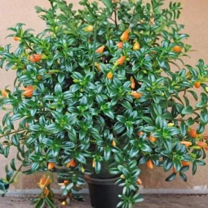 Goldfish Plant Live Houseplant – Trailing Vine, Orange Blooms, 7 inches Tall - Image 6