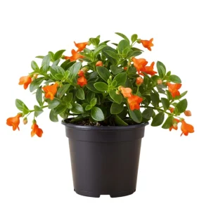 Goldfish Plant Live Houseplant – Trailing Vine, Orange Blooms, 7 inches Tall - Image 7