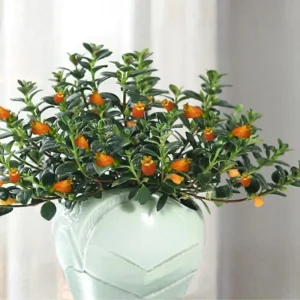 Goldfish Plant Live Houseplant – Trailing Vine, Orange Blooms, 7 inches Tall - Image 8