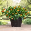 Goldfish Plant Live Houseplant – Trailing Vine, Orange Blooms, 7 inches Tall - Image 1