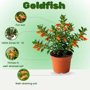 Goldfish Plant Live in 2
