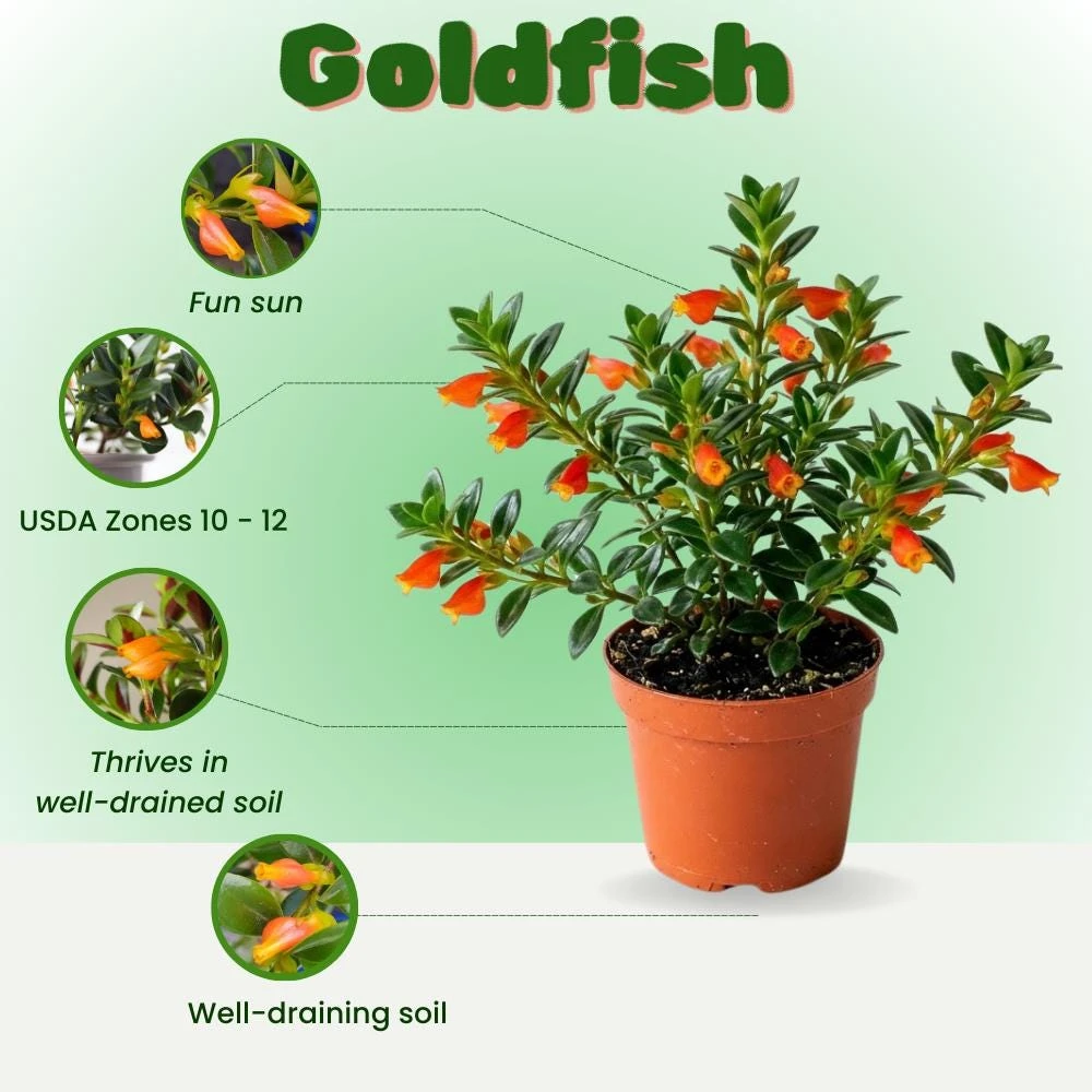 Goldfish Plant Live in 2" Pot - Trailing Houseplant with Orange Flowers - Image 2