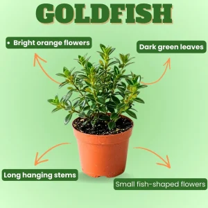 Goldfish Plant Live in 2