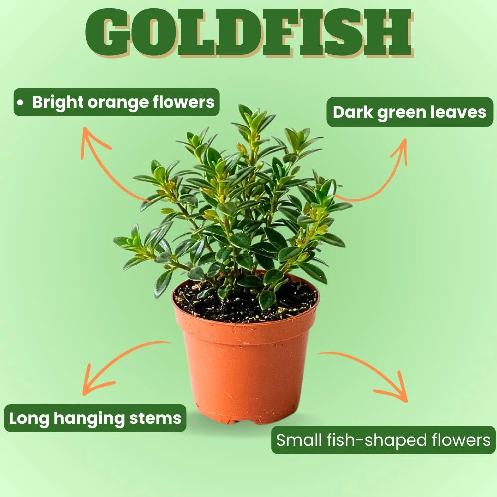 Goldfish Plant Live in 2" Pot - Trailing Houseplant with Orange Flowers - Image 3