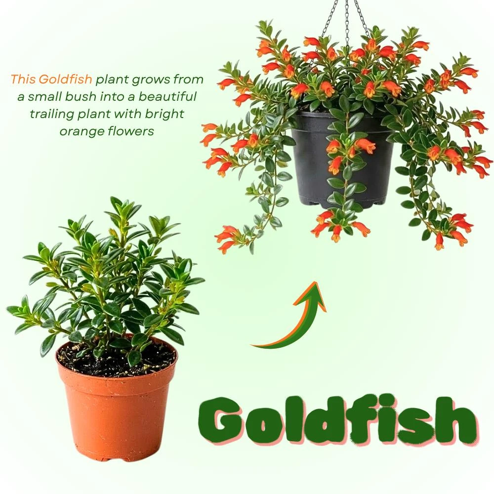 Goldfish Plant Live in 2" Pot - Trailing Houseplant with Orange Flowers - Image 4