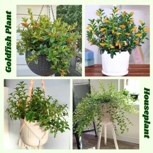 Goldfish Plant Live in 2