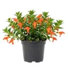 Goldfish Plant Live in 2" Pot - Trailing Houseplant with Orange Flowers - Image 1