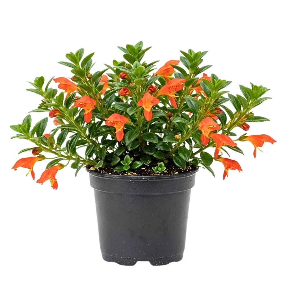 Goldfish Plant Live in 2" Pot - Trailing Houseplant with Orange Flowers - Image 1