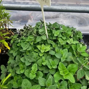 Greek Oregano Live Plant – 2.5 inch Pot – Culinary Herb - Image 2