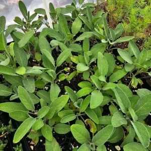 Greek Oregano Live Plant – 2.5 inch Pot – Culinary Herb - Image 1