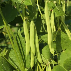 Green Bean Live Plant - 3-6 Inch Tall Bush Seedlings in 4 Inch Pot for Outdoor Gardening - Image 2