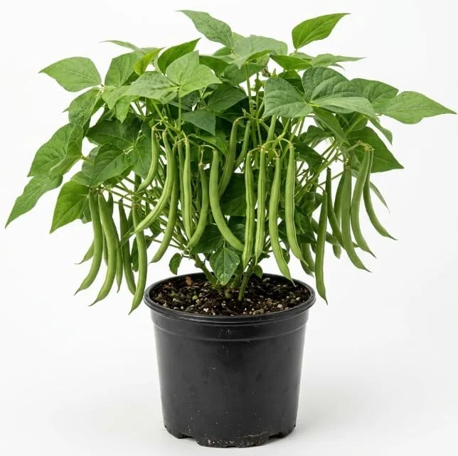 Green Bean Live Plant - 3-6 Inch Tall Bush Seedlings in 4 Inch Pot for Outdoor Gardening - Image 1