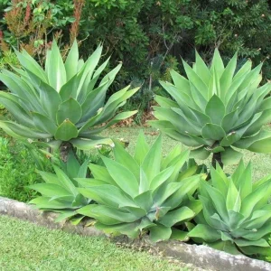 Green Foxtail Agave Live Plant – 7-8" Tall Perennial Succulent in 4" Pot – Indoor/Outdoor - Image 2