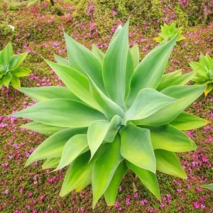 Green Foxtail Agave Live Plant – 7-8" Tall Perennial Succulent in 4" Pot – Indoor/Outdoor - Image 3