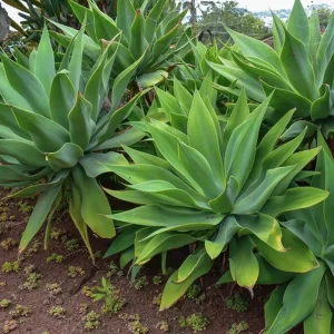 Green Foxtail Agave Live Plant – 7-8" Tall Perennial Succulent in 4" Pot – Indoor/Outdoor - Image 4