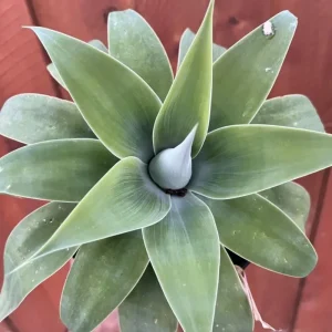 Green Foxtail Agave Live Plant – 7-8" Tall Perennial Succulent in 4" Pot – Indoor/Outdoor - Image 5