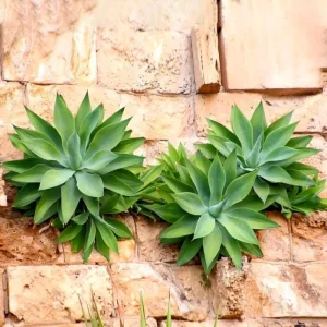 Green Foxtail Agave Live Plant – 7-8" Tall Perennial Succulent in 4" Pot – Indoor/Outdoor - Image 6