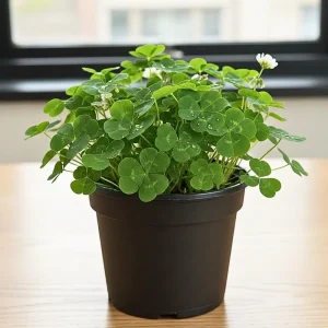 Green Shamrock Live Plant - 3.5 Inch Pot, Easy Care Indoor Houseplant - Image 2