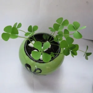 Green Shamrock Live Plant - 3.5 Inch Pot, Easy Care Indoor Houseplant - Image 3