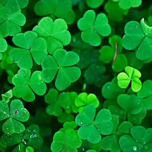 Green Shamrock Live Plant - 3.5 Inch Pot, Easy Care Indoor Houseplant - Image 4