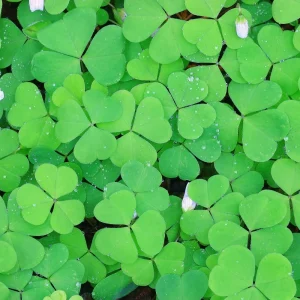 Green Shamrock Live Plant - 3.5 Inch Pot, Easy Care Indoor Houseplant - Image 5