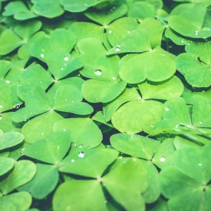 Green Shamrock Live Plant - 3.5 Inch Pot, Easy Care Indoor Houseplant - Image 6