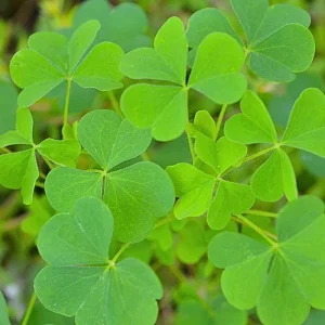 Green Shamrock Live Plant - 3.5 Inch Pot, Easy Care Indoor Houseplant - Image 7