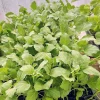 Green Thai Eggplant Small Live Seedlings - 4 Pack for Gardening - Image 1