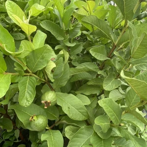 Guava Fruit Tree Live Plant, 10 Inches Tall, Delicious Tropical Fruit - Image 2