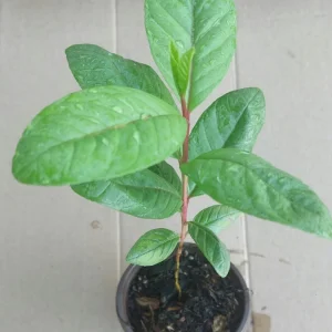 Guava Fruit Tree Live Plant, 10 Inches Tall, Delicious Tropical Fruit - Image 3
