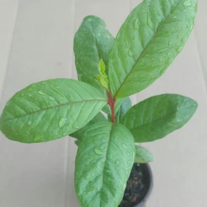 Guava Fruit Tree Live Plant, 10 Inches Tall, Delicious Tropical Fruit - Image 4