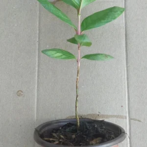 Guava Fruit Tree Live Plant, 10 Inches Tall, Delicious Tropical Fruit - Image 5