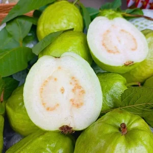 Guava Fruit Tree Live Plant, 10 Inches Tall, Delicious Tropical Fruit - Image 1