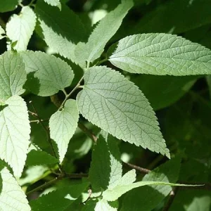 Hackberry Tree Live Plant - Celtis occidentalis - 4" Pot - 12-24" Deciduous Shade Tree - Image 2