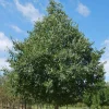 Hackberry Tree Live Plant - Celtis occidentalis - 4" Pot - 12-24" Deciduous Shade Tree - Image 1
