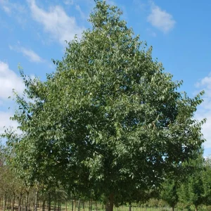 Hackberry Tree Live Plant - Celtis occidentalis - 4" Pot - 12-24" Deciduous Shade Tree - Image 1