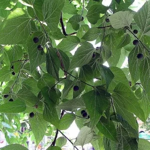 Hackberry Tree Live Plant - Celtis occidentalis - 4