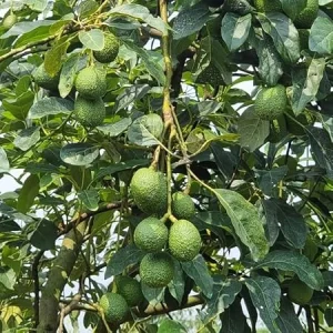 Hass Avocado Live Plant – 1 Gallon Pot, 16-22 Inches Tall – Outdoor Fruit Tree - Image 2
